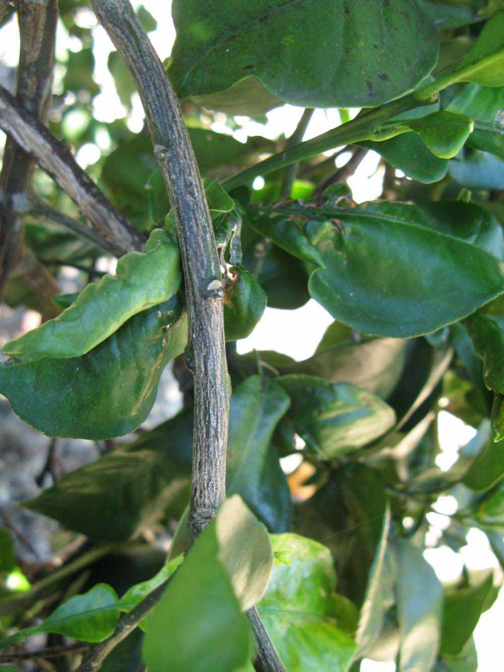             Second - third year twig (Winter Haven,   FL)       